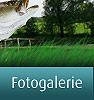 Fotogalerie